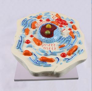 Modèles de cellules animales et végétales Structures microscopiques Biologie Enseignement à l'école SIDA Apprentissage par les élèves Modèles de démonstration - Product Image 6