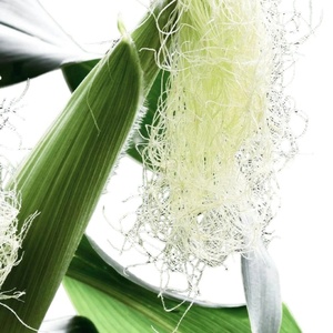 Extracto <span class=keywords><strong>de</strong></span> Estigmas <span class=keywords><strong>de</strong></span> Maíz en Polvo <span class=keywords><strong>de</strong></span> Alta Calidad, Grado Alimenticio - Product Image 4