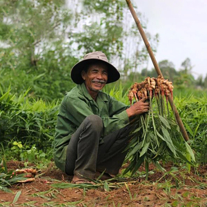 Reines Ingwer-Ätherisches Öl Großhandel Bulk Rein Natürlich Unverdünnt 100% Natürliches Ingwer-Ätherisches Öl für Diffusor, Körpermassage - Product Image 5