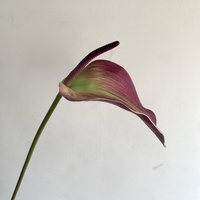 R-14 Realistische Künstliche Anthurium-Blume Einzelner Stiel Eva Grün-Rot Anthurium für Hochzeits-Blumenarrangements Heim-Tischdekoration