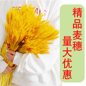 Ramo de Espigas de Trigo Doradas, 100 Varillas, Flores Secas de Larga Duración, Decoración para el Hogar, Adorno Ornamental - Product Image 1