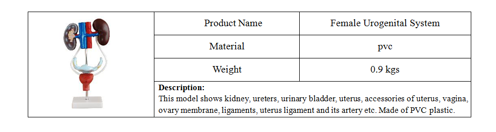 PVC Fetus Uterus Human Anatomical Teaching Models For Practice Teaching