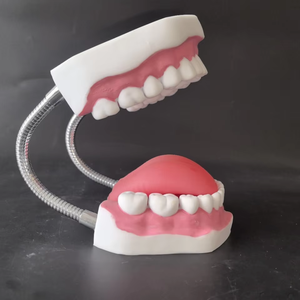 Modèle dentaire grossissant 6X, outil de pratique de nettoyage des dents, modèle d'enseignement d'hygiène bucco-dentaire pour l'éducation au brossage en maternelle - Product Image 2