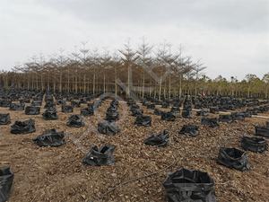 HOKBG Venta caliente 500 litros Heavy-Duty Nursery Grow Bag PP Plástico Polietileno para plantar árboles - Product Image 2