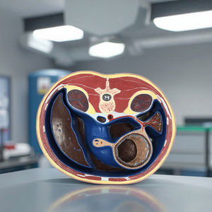 पेट मानव शरीर रचना भागों के माध्यम से योजनाबद्ध क्रॉस अनुभाग चिकित्सा मानव शिक्षण मॉडल - Product Image 2