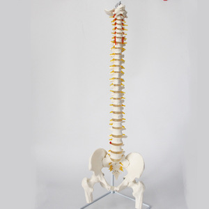 Modèle de colonne vertébrale pour l'enseignement de la rééducation osseuse, squelette humain médical, modèle de colonne vertébrale humaine flexible grandeur nature adulte 1:1 - Product Image 3