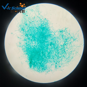 Fournisseur direct d'objectifs de microscope Mucor, de préparations microscopiques et d'équipements pédagogiques de biologie pour les niveaux primaire et secondaire. - Product Image 3