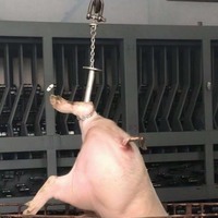 Gambrel professionnel pour animaux - Capacité lourde de 150 kg pour le boucherie du bétail