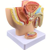 Humain 1:2 Mâle Pelvien Sagittal Section Testiculaire Prostate Vessie Rectale Système Urinaire Modèle Modèle Anatomie Reproductive
