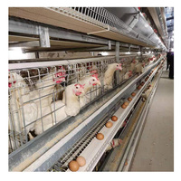 Cages à poulets d'occasion U-Best Steel automatiques de type H avec système de batterie et de ceinture à fumier pour l'élevage de poules pondeuses