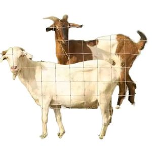 Gegalvaniseerde Vaste Knoopveldomheining Voor Vee/Schapen/Paard - Product Image 3