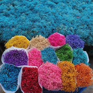 Vente flash - Bouquet de fleurs Gestasus préservées, personnalisable en couleur, très populaire et décoratif - Product Image 2