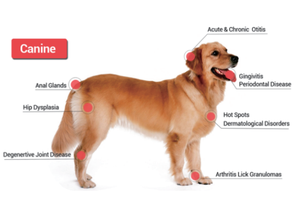 Láser Veterinario Portátil DMCWL02, Precio Promocional, Instrumento de Terapia Láser Veterinaria Multifuncional - Product Image 4