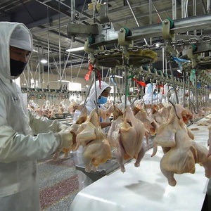 <span class=keywords><strong>Volaille</strong></span> <span class=keywords><strong>Plumeuse</strong></span> <span class=keywords><strong>Pour</strong></span> Ligne D'abattage De Poulet Bonne Vente - Product Image 1
