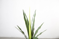 Arbre Bonsaï en plastique de 55 cm, petit pot, plante artificielle, presque naturelle, plantes artificielles, arbre