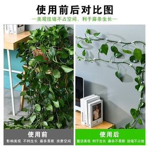 Clip mural en plastique Chcc Pothos pour plantes grimpantes, support pour décoration intérieure végétale - Product Image 5