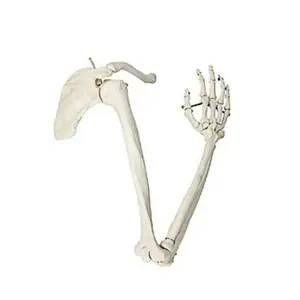 DARHMMY 자연 대형 상지 뼈 모델 의과학을위한 견갑골과 쇄골이있는 인간 골격 팔