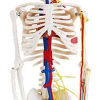 Modelo de Huesos de Anatomía Humana para Enseñanza Médica, 85 cm, con Nervios y Vasos Sanguíneos, Escala 1:2, Tamaño Real