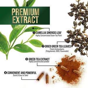 Capsule di estratto di tè verde OEM/ODM 98% supporto cardiaco di energia naturale <span class=keywords><strong>EGCG</strong></span> standardizzato con polifenoli caffeina delicata - Product Image 2