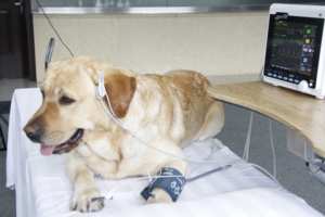 เครื่องมอนิเตอร์สัตว์เลี้ยง Shengzhichu CMS6000Vet ที่ปลอดภัยและเชื่อถือได้สำหรับสุนัขและแมว พร้อมชุดตรวจวัดสัญญาณชีพและชุดทดสอบวินิจฉัย - Product Image 4