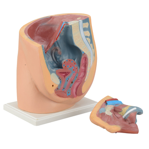 Weibliches Fortpflanzungssystem Menschliches Becken mit Genitalien 2-teiliges Lehrmodell des Weiblichen Beckens Anatomisches Modell - Product Image 1