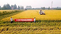 Ready-to-Eat Instant Rice 10kg for Disaster Relief, Ready in 15 Min, Bulk