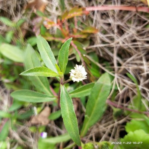 <span class=keywords><strong>Mo</strong></span> <span class=keywords><strong>han</strong></span> lian chine traditionnelle Eclipta Prostrata herbe Yerbadetajo herbe à vendre - Product Image 2