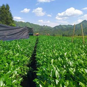 Organic Matcha <strong>Gyokuro</strong> Saemidori Powder Vibrant <strong>Green</strong> High Quality Matcha <strong>Japanese</strong> <strong>Green</strong> Tea for Wholesale - Product Image 5