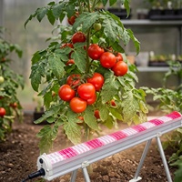 Lampu LED Grow Light Spektrum Penuh IP66 Tahan Air Linear untuk Pertumbuhan Tanaman di Greenhouse Tomat