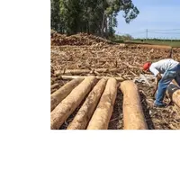 African White and Black Hardwood Logs for Sale