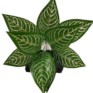 Planta Artificial Greenway de 30cm-100cm con Hojas Blancas a Rayas, Ramo de Estilo Natural para Decoración de Interiores - Product Image 2