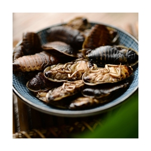 Lot de 25 insectes comestibles, vente en gros, faux ver alimentaires, écologiques frais, dubien cafard - Product Image 5