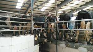 Sistema <span class=keywords><strong>de</strong></span> refrigeración <span class=keywords><strong>de</strong></span> leche, enfriador <span class=keywords><strong>de</strong></span> agua <span class=keywords><strong>de</strong></span> glicol <span class=keywords><strong>con</strong></span> recuperación <span class=keywords><strong>de</strong></span> <span class=keywords><strong>calor</strong></span> - Product Image 6