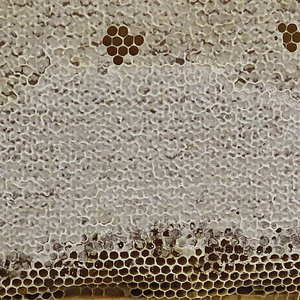 Beestar Direct Usine Fournir Naturel <span class=keywords><strong>Sidr</strong></span> Nid D'abeille <span class=keywords><strong>Miel</strong></span> De <span class=keywords><strong>Sidr</strong></span> Complément Alimentaire pour Personnalisé En Vrac au Prix De Gros - Product Image 4