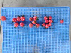 Máquina Clasificadora de Frutas y Verduras de Tipo Rodillo, Clasificadora de Patatas, Naranjas, Manzanas, Aguacates y Tomates - Product Image 3