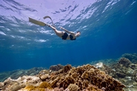 Palmes de plongée professionnelles Vdive F818 en fibre de carbone, longues, durables, à rigidité moyenne, pour l'entraînement de plongée sirène et la plongée sous-marine
