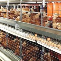 Cage à poules pondeuses automatique de type H à bas prix pour poulailler
