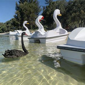 Bateau à pédales cygne 2 places en fibre de verre pas cher pour location en <span class=keywords><strong>parc</strong></span> - Product Image 5
