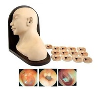 Modelos multifuncionales de ciencia médica para exámenes de oído y procedimientos de tratamiento Modelos de enfermería para el cuidado del oído humano