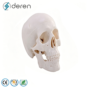 Modelo de <span class=keywords><strong>Cráneo</strong></span> <span class=keywords><strong>Humano</strong></span> Desarticulado con 22 <span class=keywords><strong>Huesos</strong></span> Separados para Entrenamiento Avanzado en Anatomía - Product Image 3