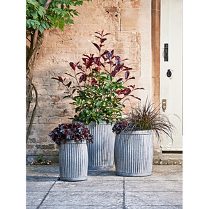 Maceta de hierro para la venta Diseño elegante Macetas de forma redonda Maceta Best Seller Maceta decorativa para jardín Último diseño - Product Image 5