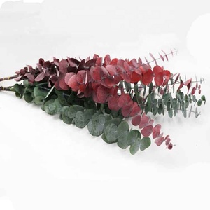 <span class=keywords><strong>2022</strong></span> Ewige Blume Innen dekorative Grün Trockene Blumen Getrocknete Blume Getrocknete Eukalyptus blätter - Product Image 6