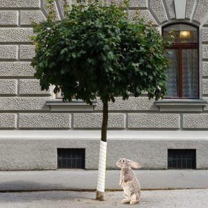Tubi Protettivi Moderni in PP a Spirale per Tronchi d'Albero, Protezione per Piantine e Piante da Animali - Product Image 6