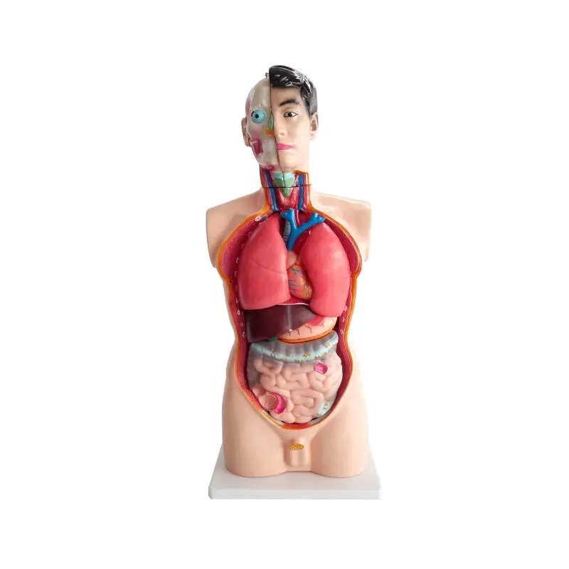 85CM 19 Parts Human Half Body Manikin Organ Teaching Model, Anatomical Human Body Torso Male Anatomy Model