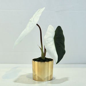 Alocasia cucullata-เทียมกระถางบอนไซเทียมสำหรับตกแต่งบ้านและสำนักงาน - Product Image 3