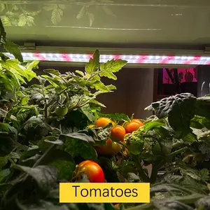 수경법 재배 시스템 물 탱크 스마트 실내 정원 LED 야채 과일과 꽃 성장을위한 조명 성장