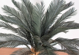 Trong nhà nhân tạo <span class=keywords><strong>cycad</strong></span> Cuộc Cách Mạng <span class=keywords><strong>Bonsai</strong></span> lễ hội cây nhựa cây <span class=keywords><strong>bonsai</strong></span> cho văn phòng ngoài trời bàn đám cưới cỏ gỗ Hoàng Dương hàng rào - Product Image 2