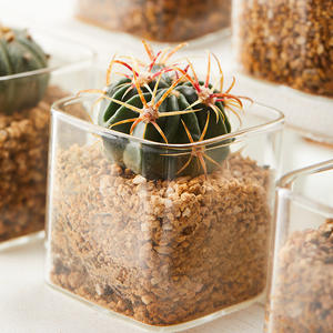 Jardinières sans terre pour plantes succulentes, bouteilles en verre transparent, ornements mignons pour la plantation et l'aromathérapie, pots carrés de contrôle - Product Image 4