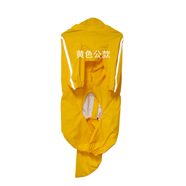 Chien mâle jaune