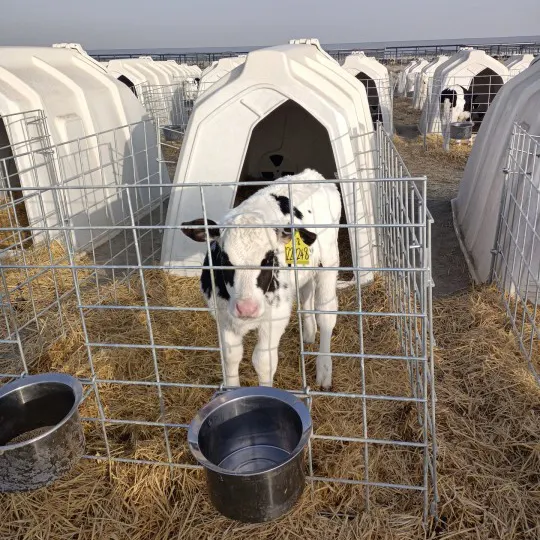 قفص حيوانات من نوع Calf House بسيط آمن على الغذاء مفتوح من الخلف ودون سياج مزود بتهوية